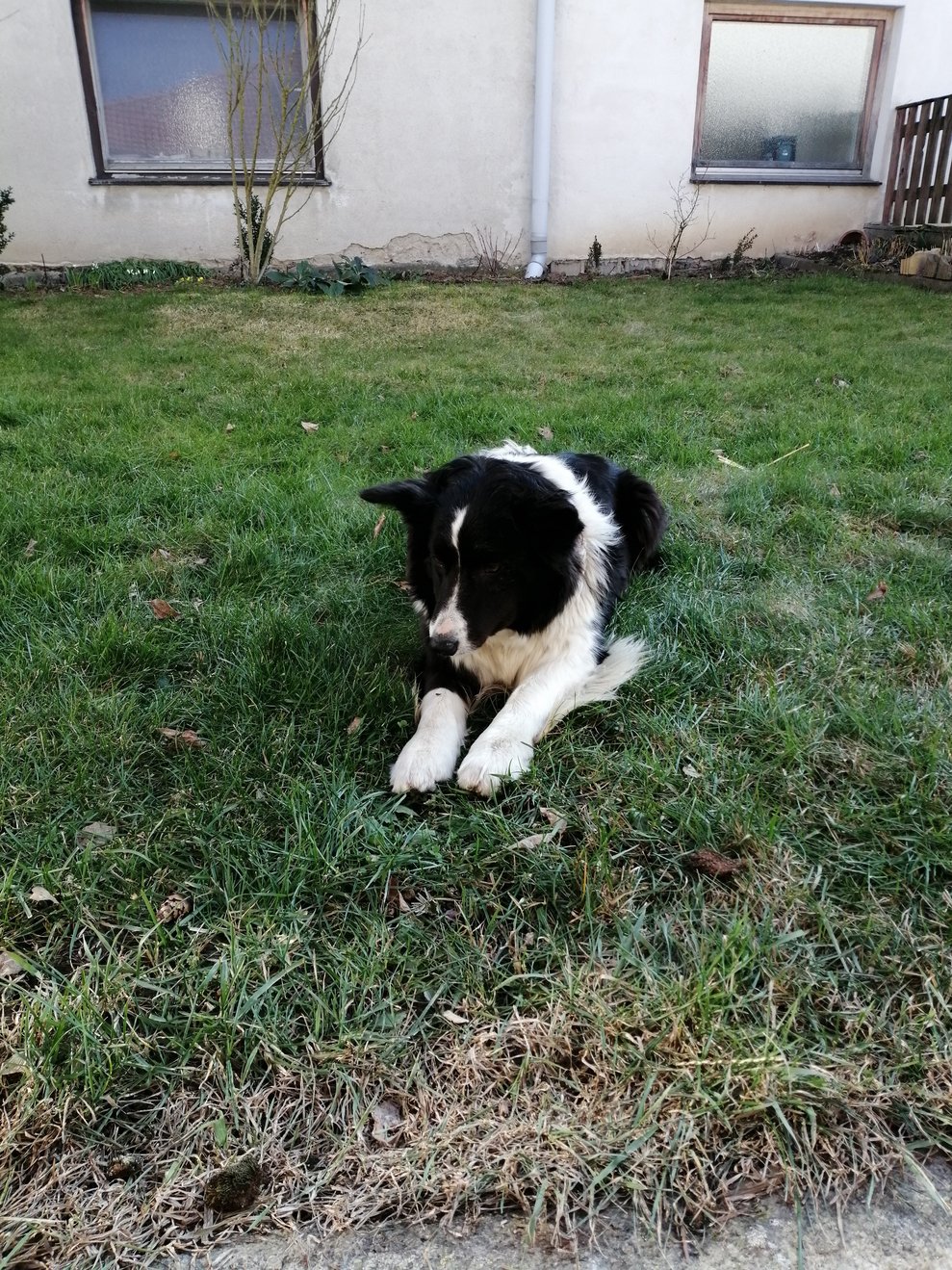 Hund auf der Wiese