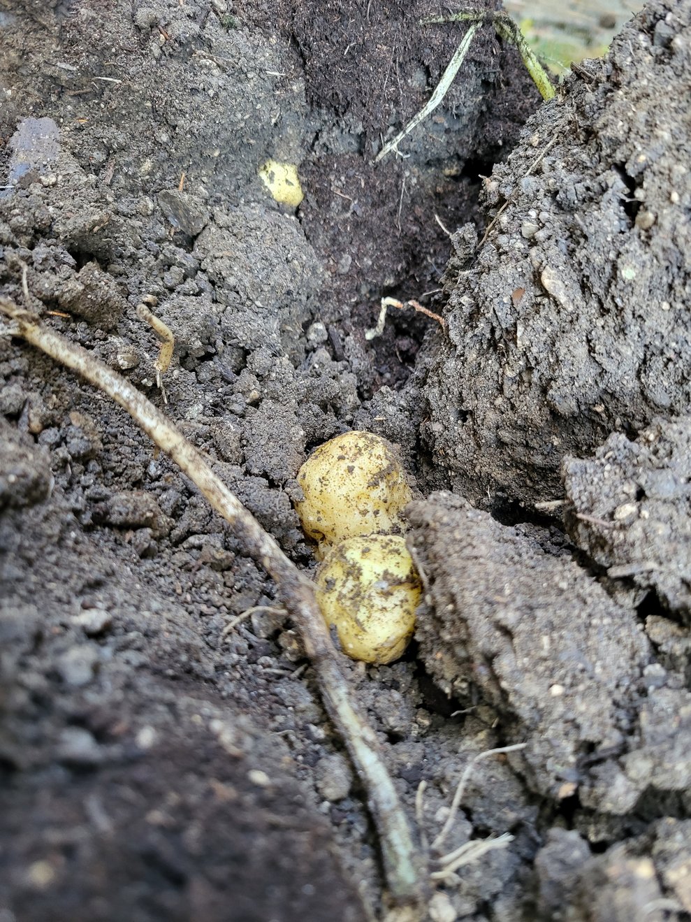 Auch ein paar Baby-Kartoffeln mischten sich unter die Ernte.