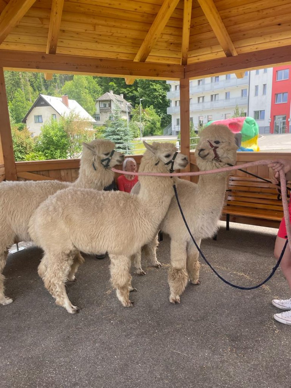 3 Alpakas im Pavillon