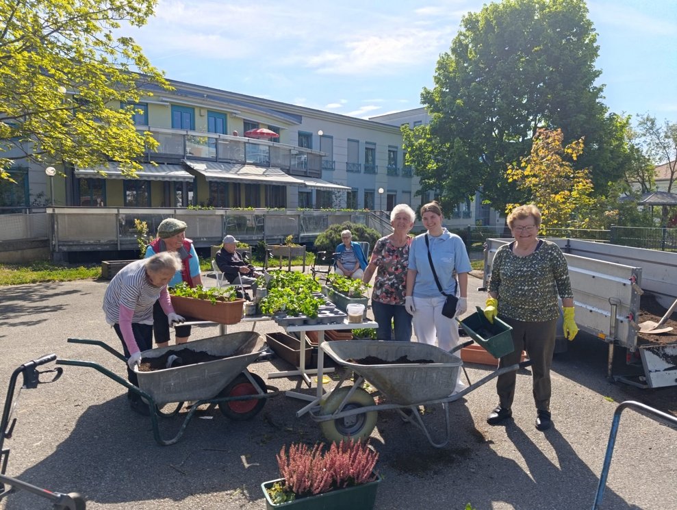 Bewohnerinnen, ehrenamtlich Tätige und Praktikantin beim Pelargonien in Blumenkisterl einsetzen.