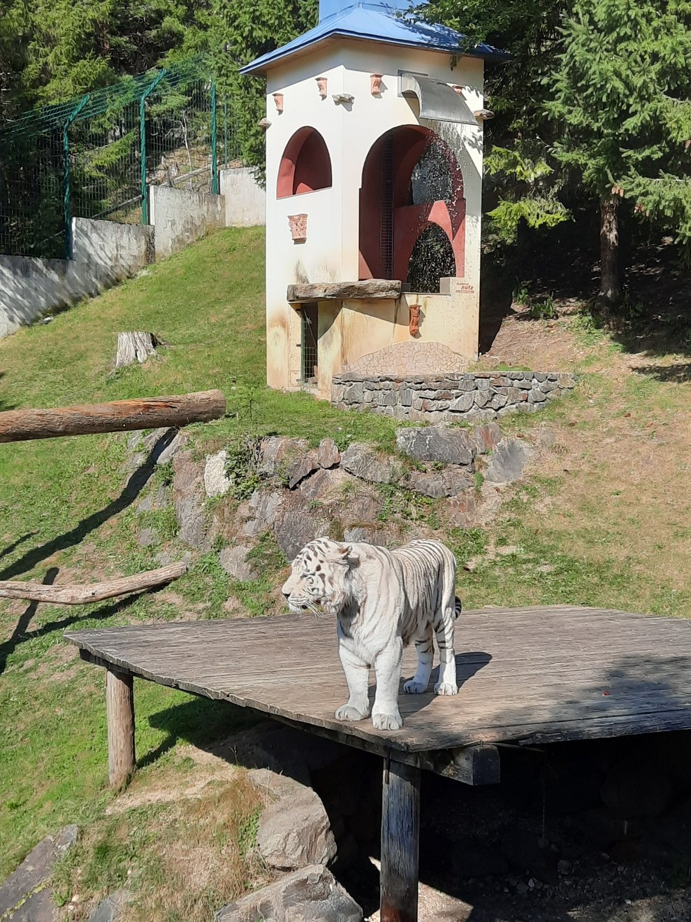 Weißer Tiger