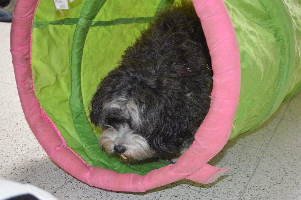 Therapiehund Roxie