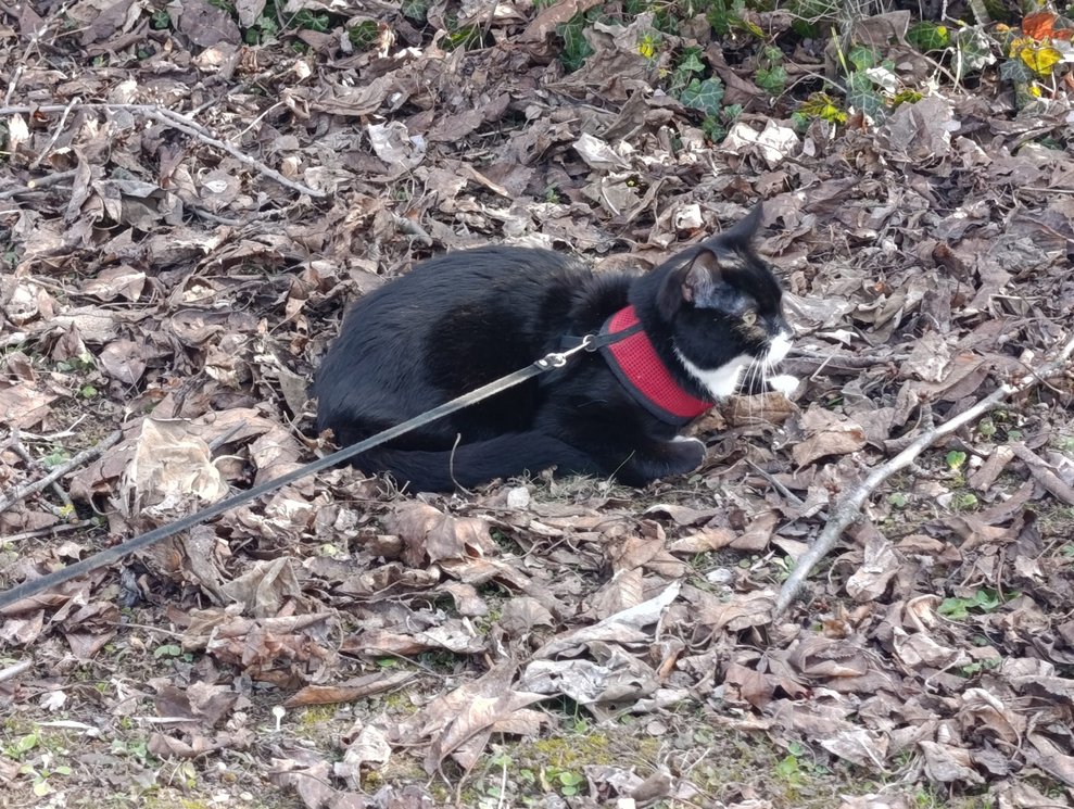 Liegender Kater.