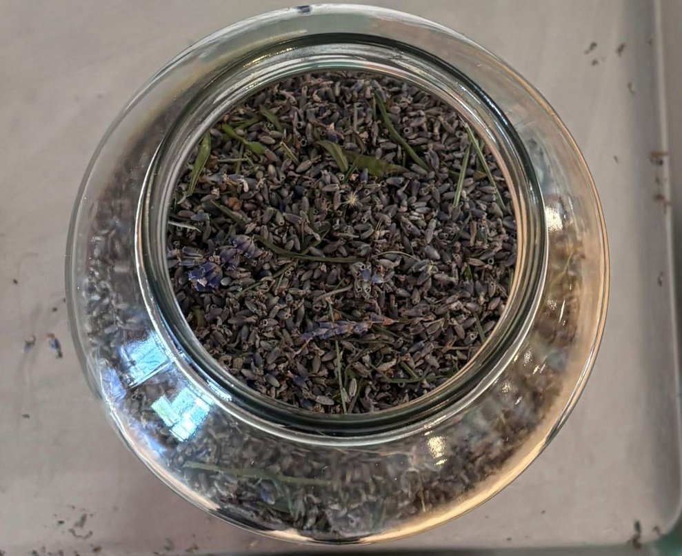 Großes Glas gefüllt mit abgerebelten Lavendelblüten.