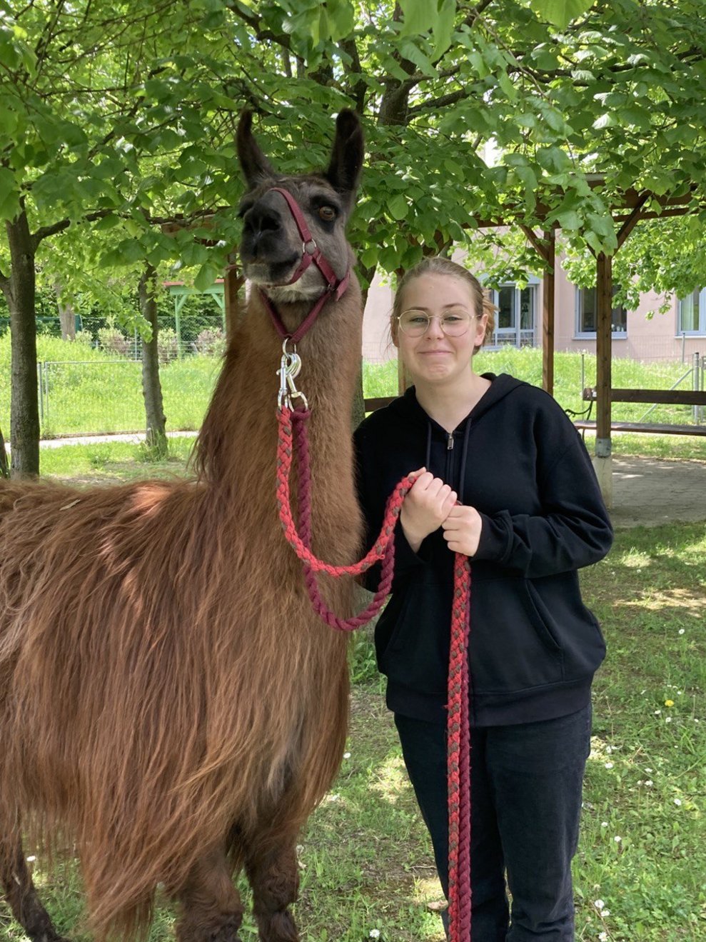 Das Lama