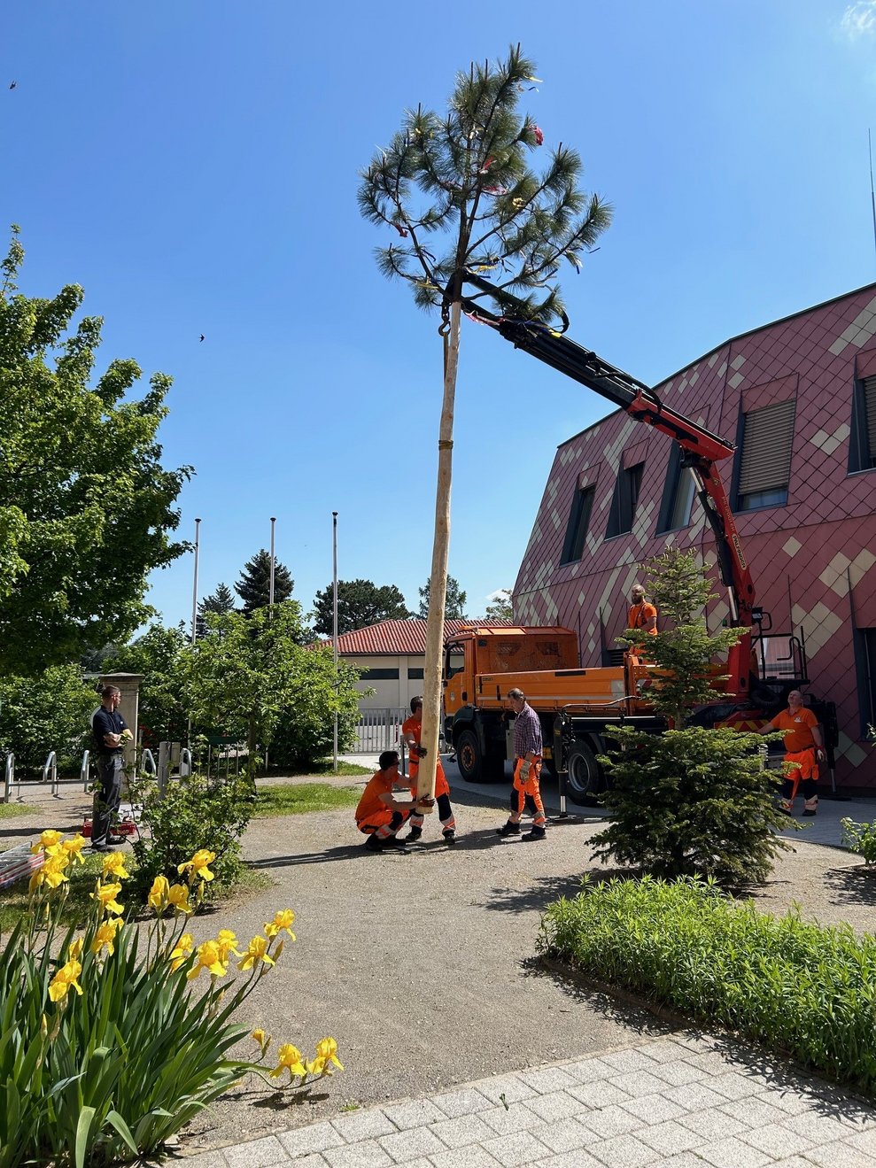 Maibaum