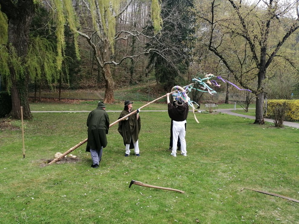 Maibaum wird aufgestellt