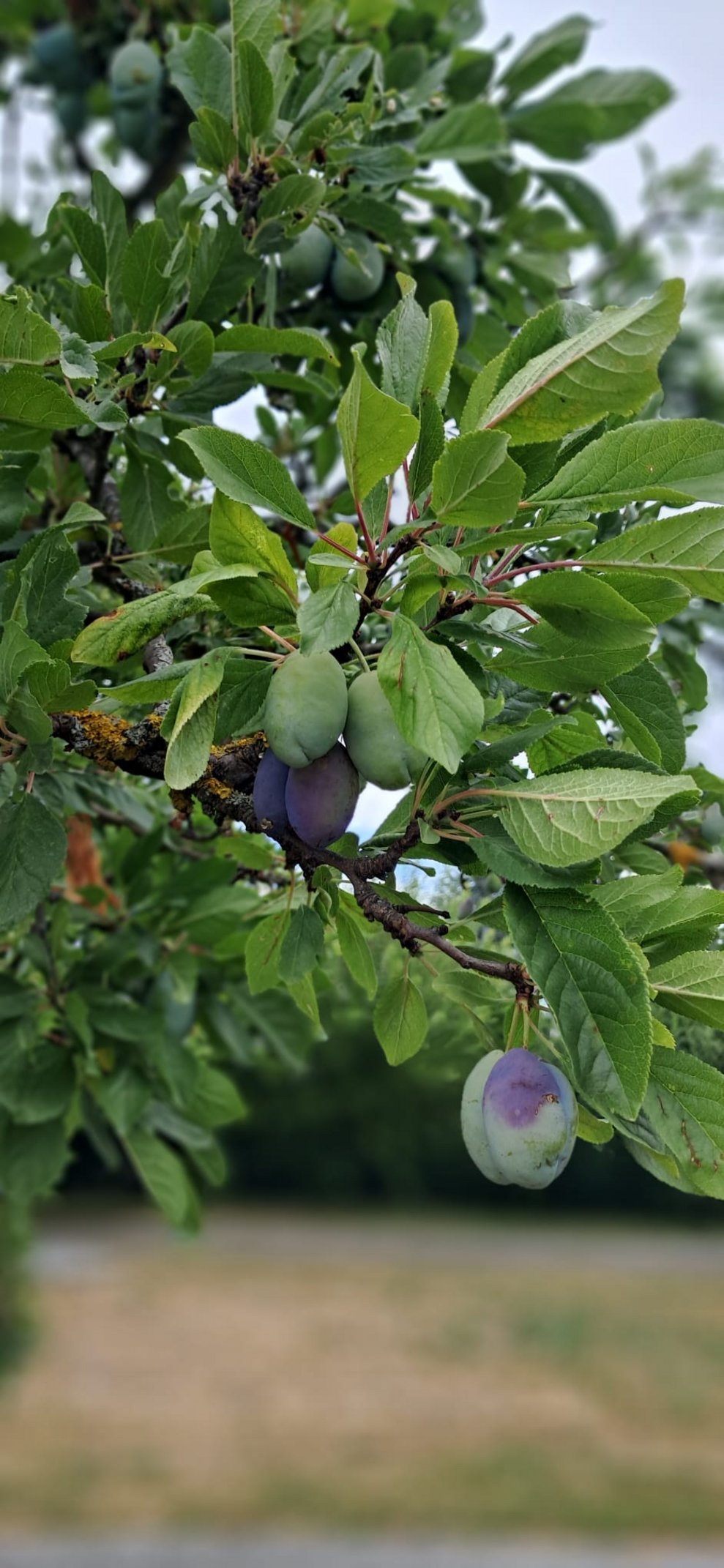 Zwetschkenbaum mit Früchte.