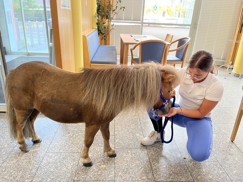 Pony im PBZ