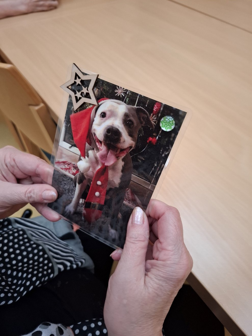 Von Therapiehund Mia gab es zu Weihnachten ein schickes Foto.