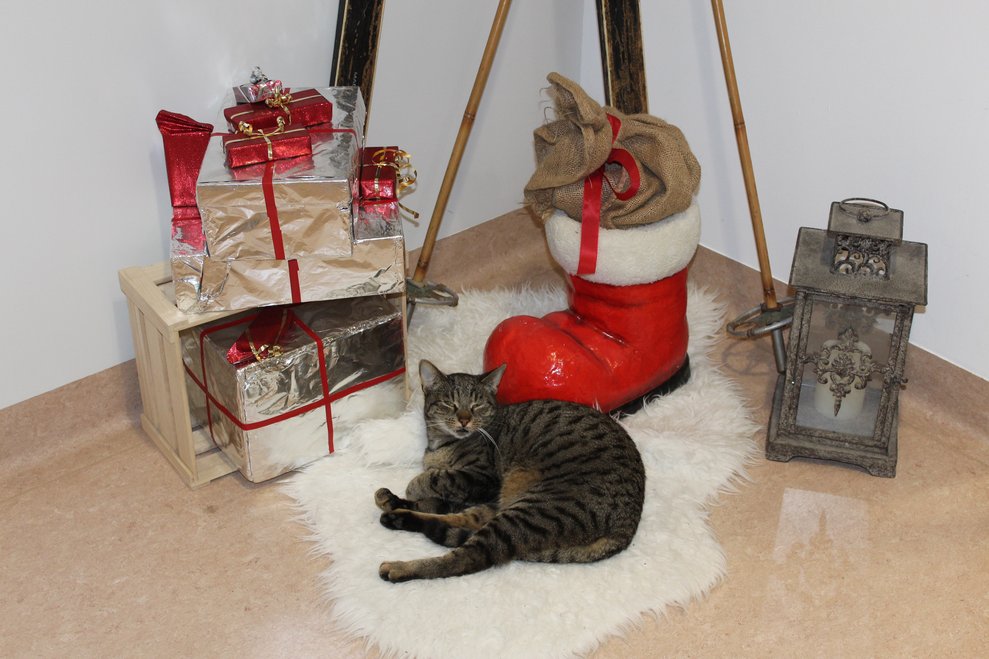 Ob die Katze wohl auch auf den Nikolausbesuch wartet?
