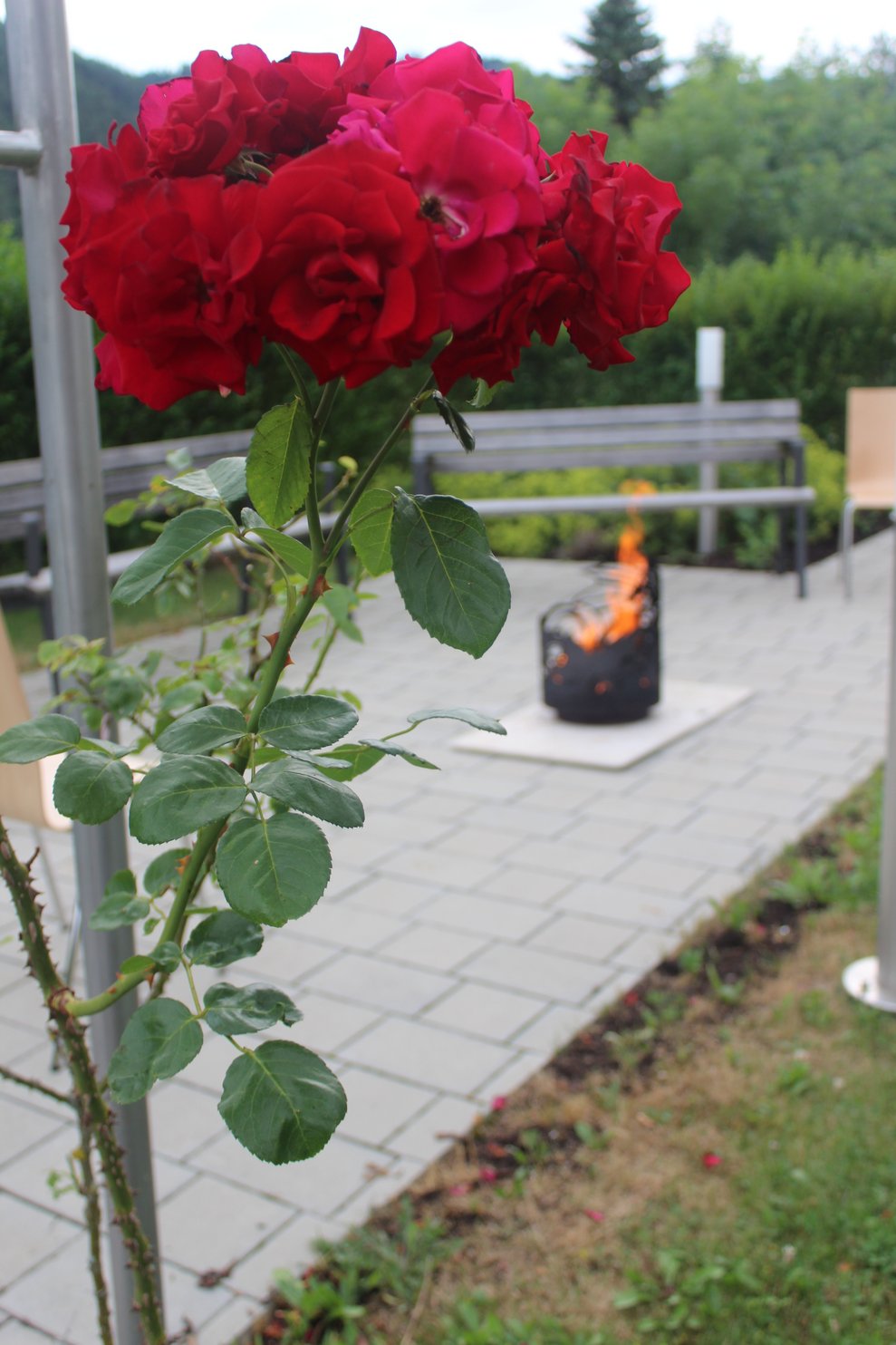 Musikabend im Rosengarten mit Stockbrot