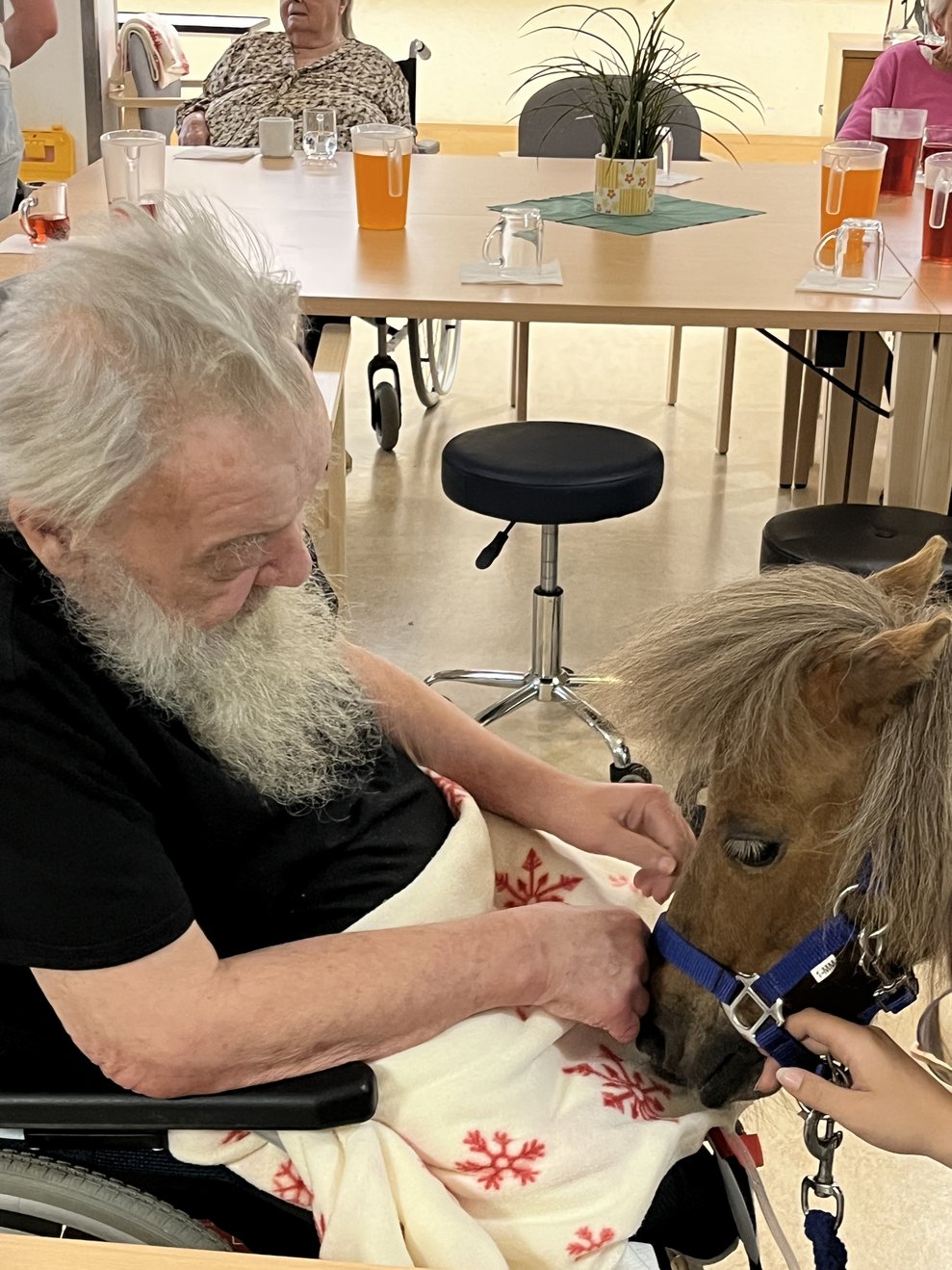 Pony im PBZ