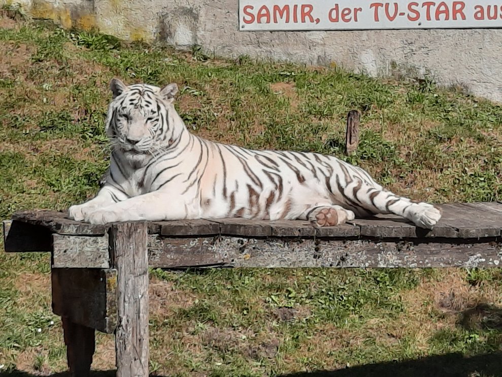 Ein weißer Tiger