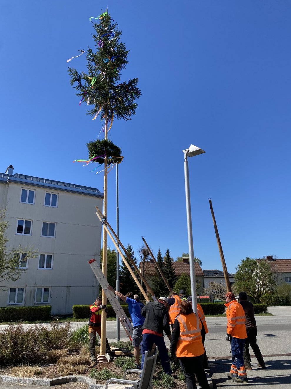 Geschafft, der Maibaum steht...