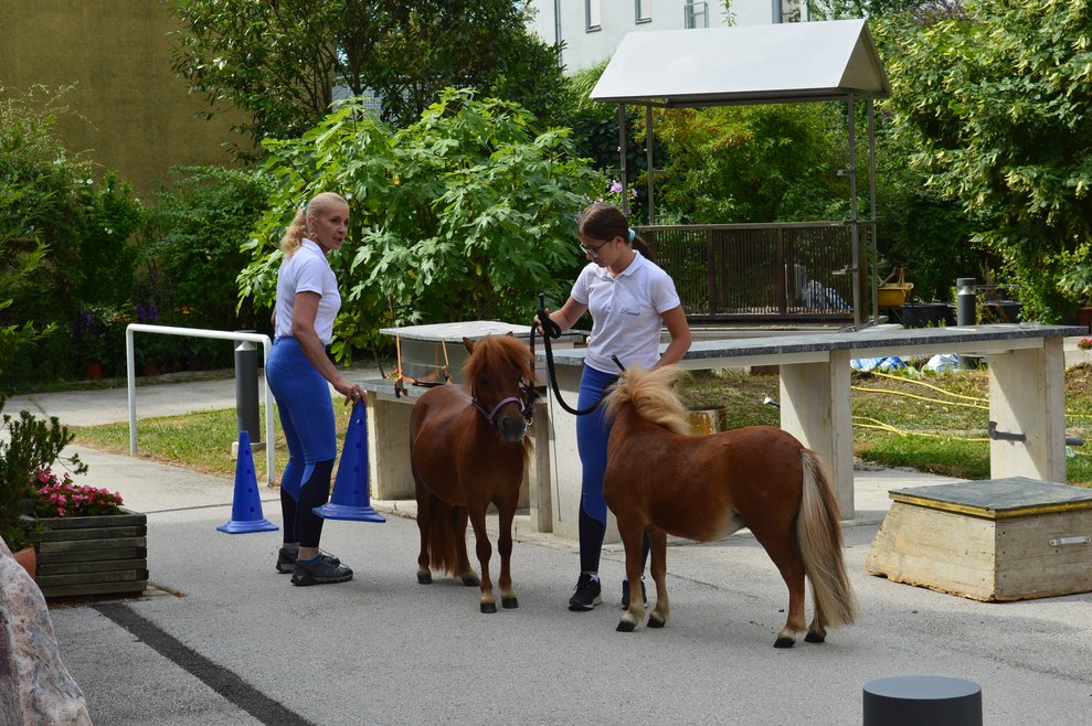 Zwergponys