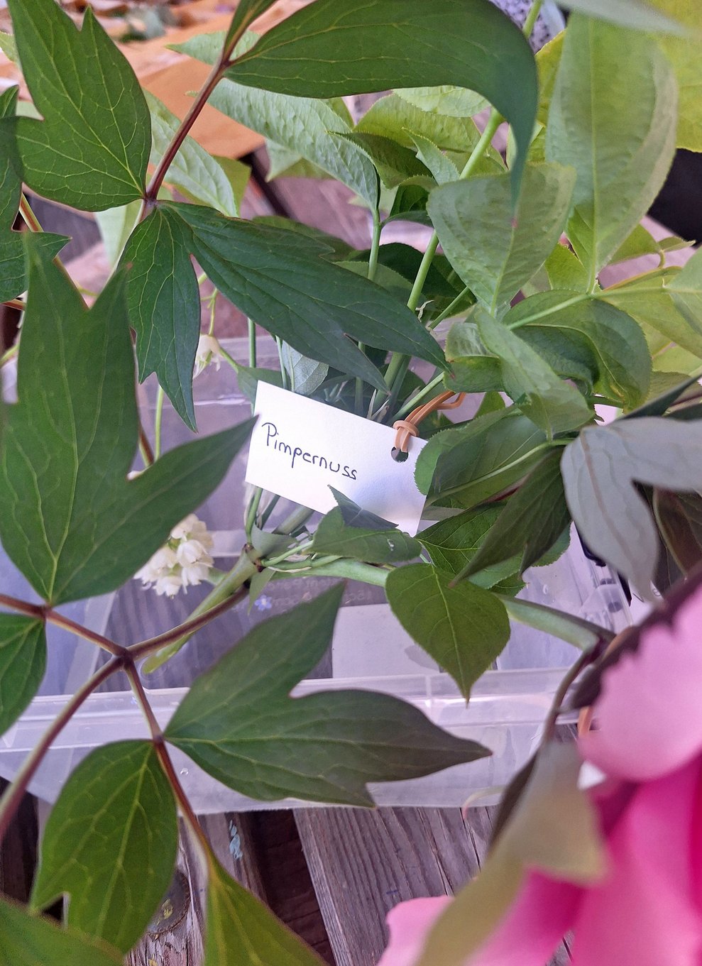 Die Gemeine Pimpernuss (Staphylea pinnata) ist essbar und eine vielseitige Wildpflanze. Nahezu alle Teile des Strauchs lassen sich in der Küche verwenden. Hätten Sie das gewusst?