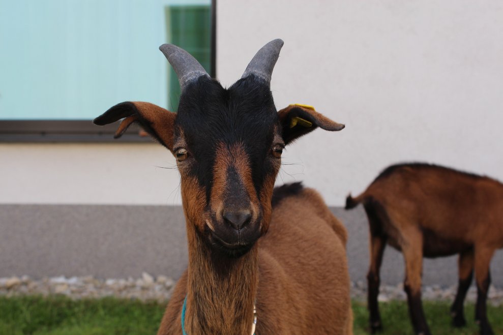 …Ziegen haben es sich bereits in unserem Garten gemütlich gemacht.