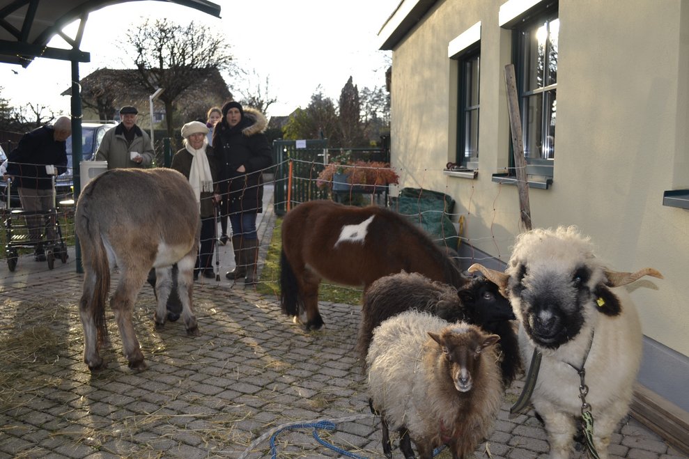Tiere