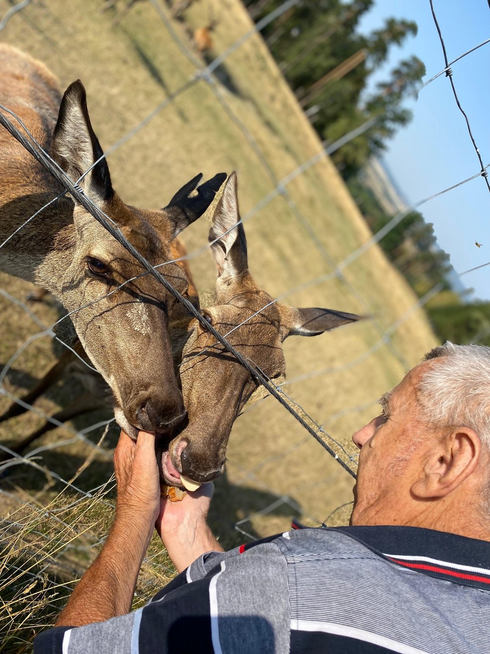 Ein Mann streichelt Wildtiere.