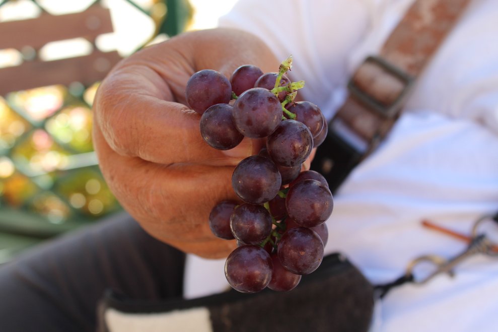 Trauben schmecken frisch von der Weinrebe immer am allerbesten!