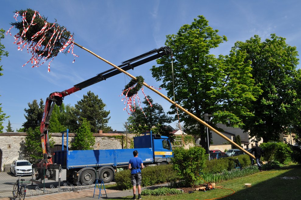 ein Maibaum in Schräglage, der gerade aufgestellt wird