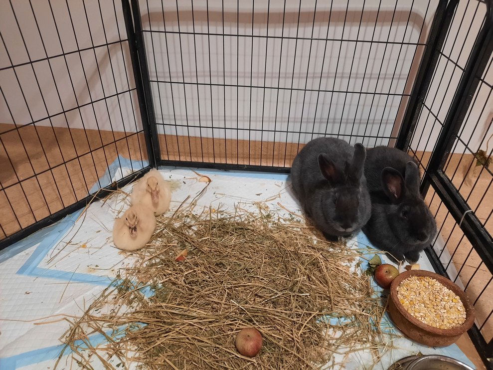 …dass heute ganz besonders knuffige Tiere zu Besuch sind!