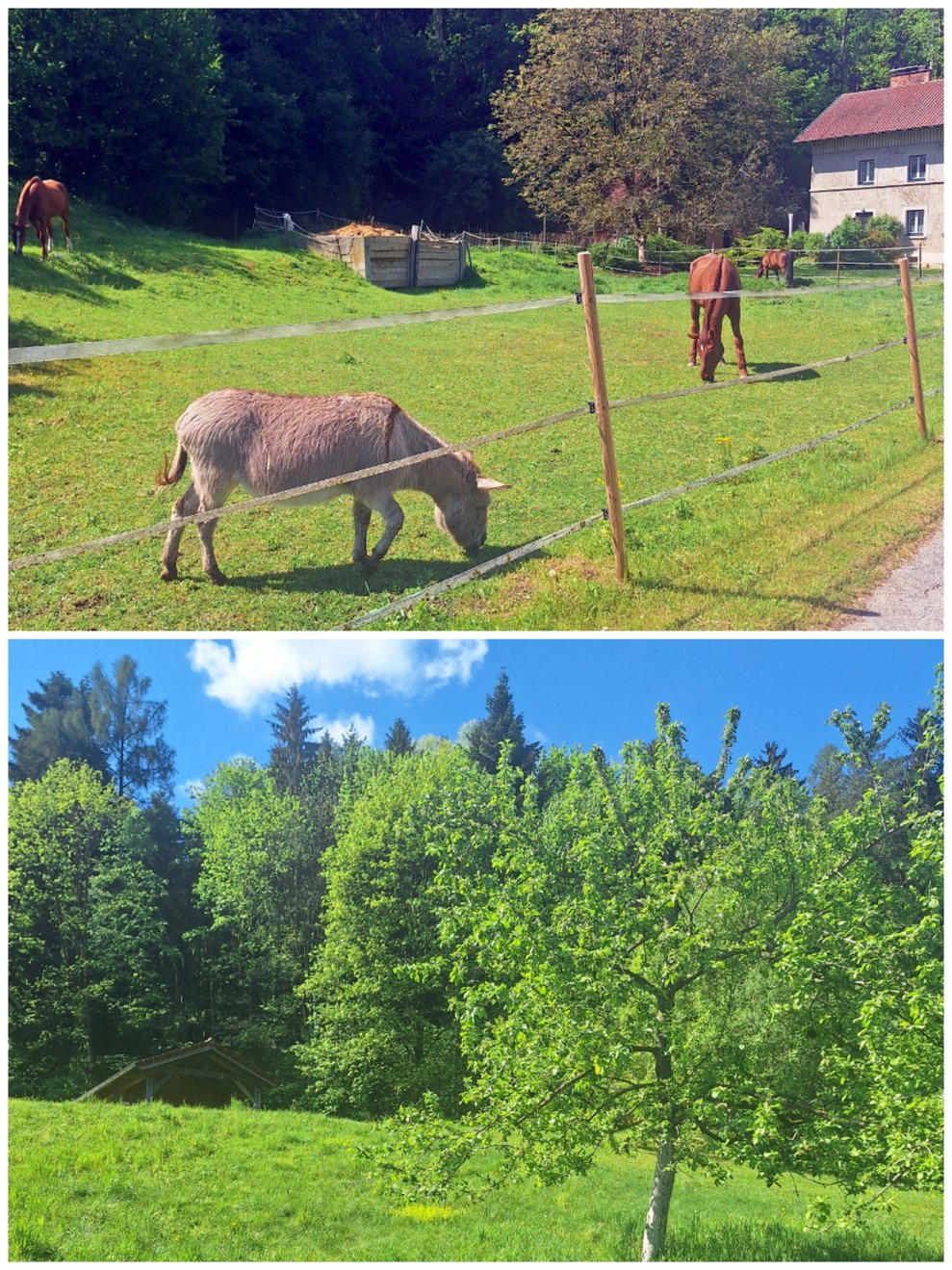 Mit einem letzten Blick auf die idyllische Landschaft rund um die LFS Warth treten wir nun wieder unseren Heimweg an. 