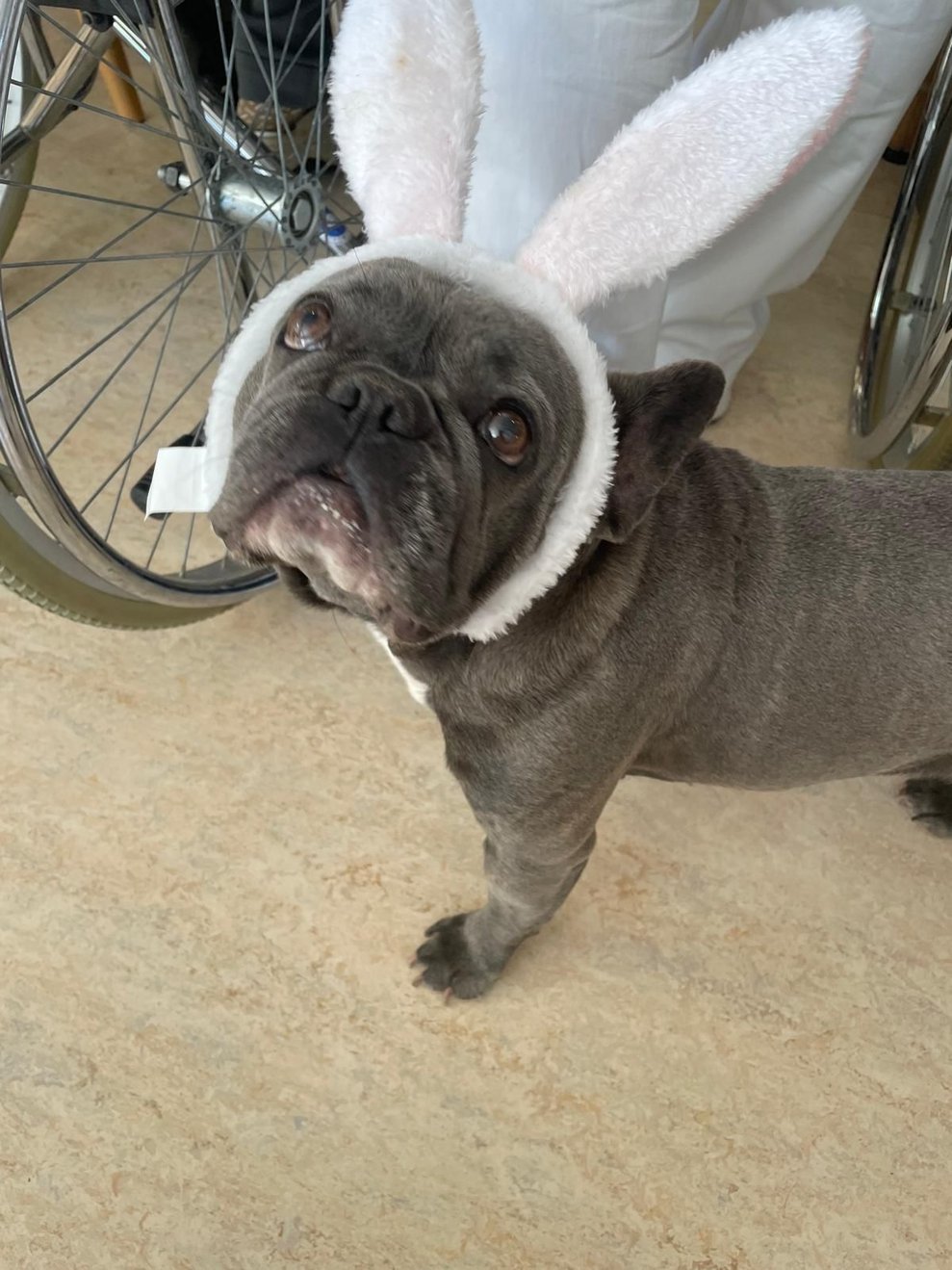 Hund mit Hasenohren