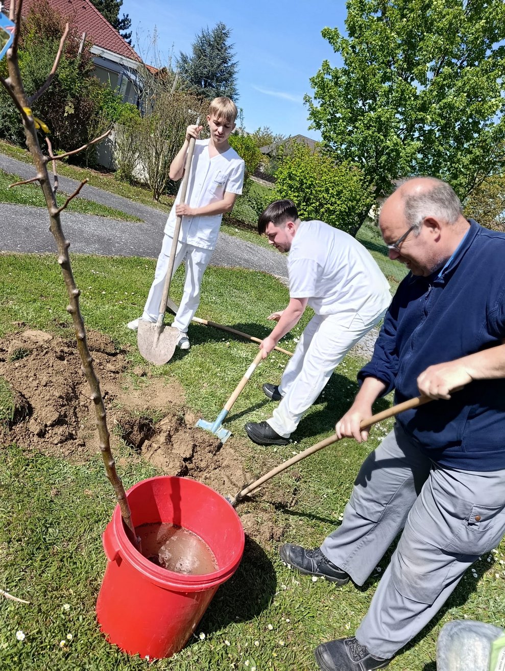 Männer graben mit Schaufel ein Erdloch im Garten.