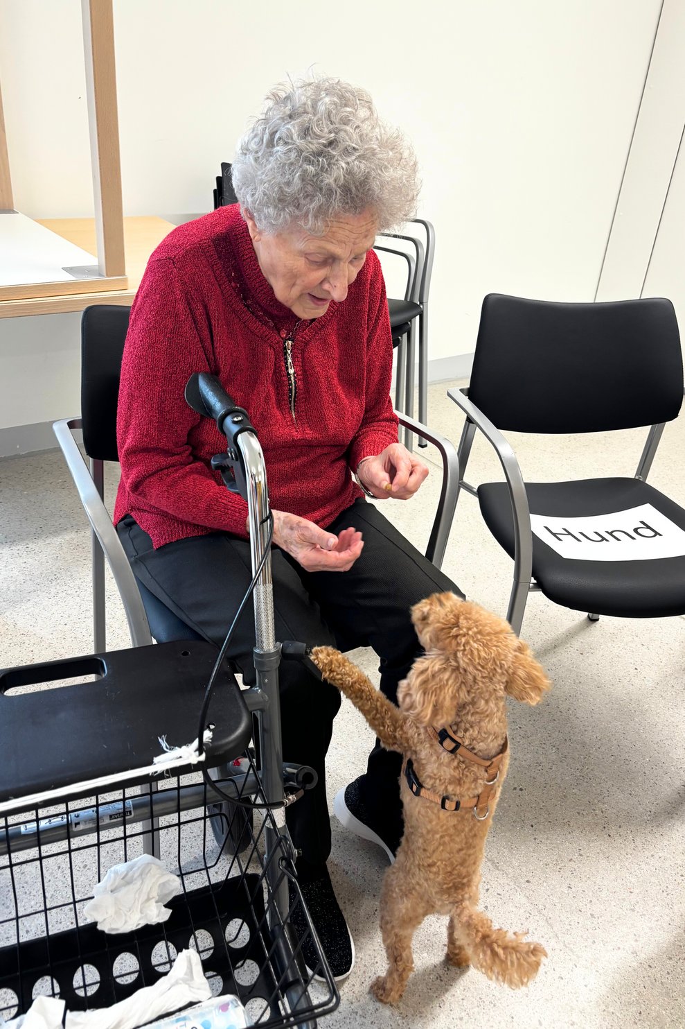 Hundetherapie 