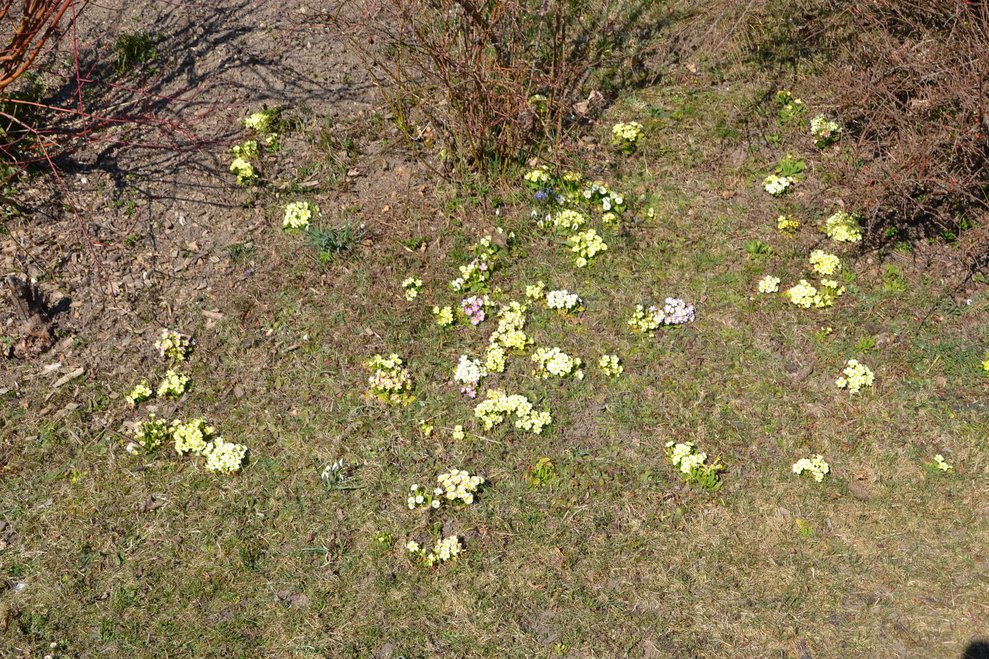 Die ersten Frühlingsboten wurde von allen bewundert 