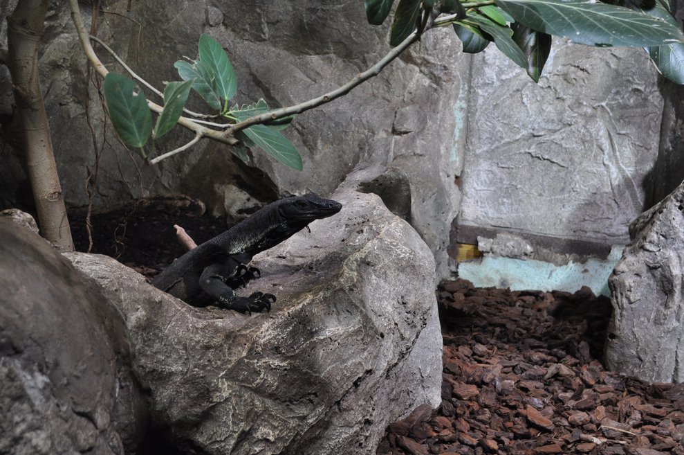 ein schwarzer Leguan auf einem Felsen