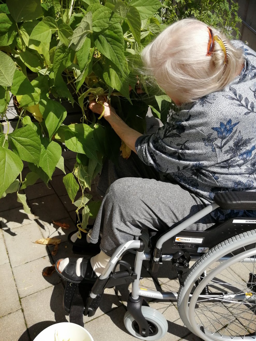 Fisolen pflücken