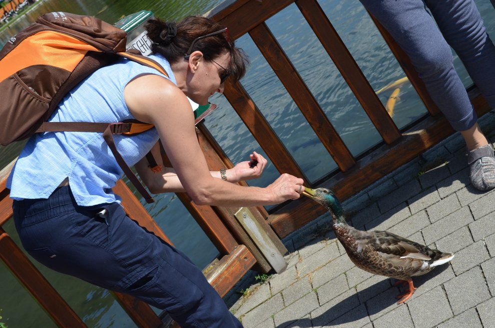 Die Ente wird von unserer Alltagsbegleitung Olga gefüttert.