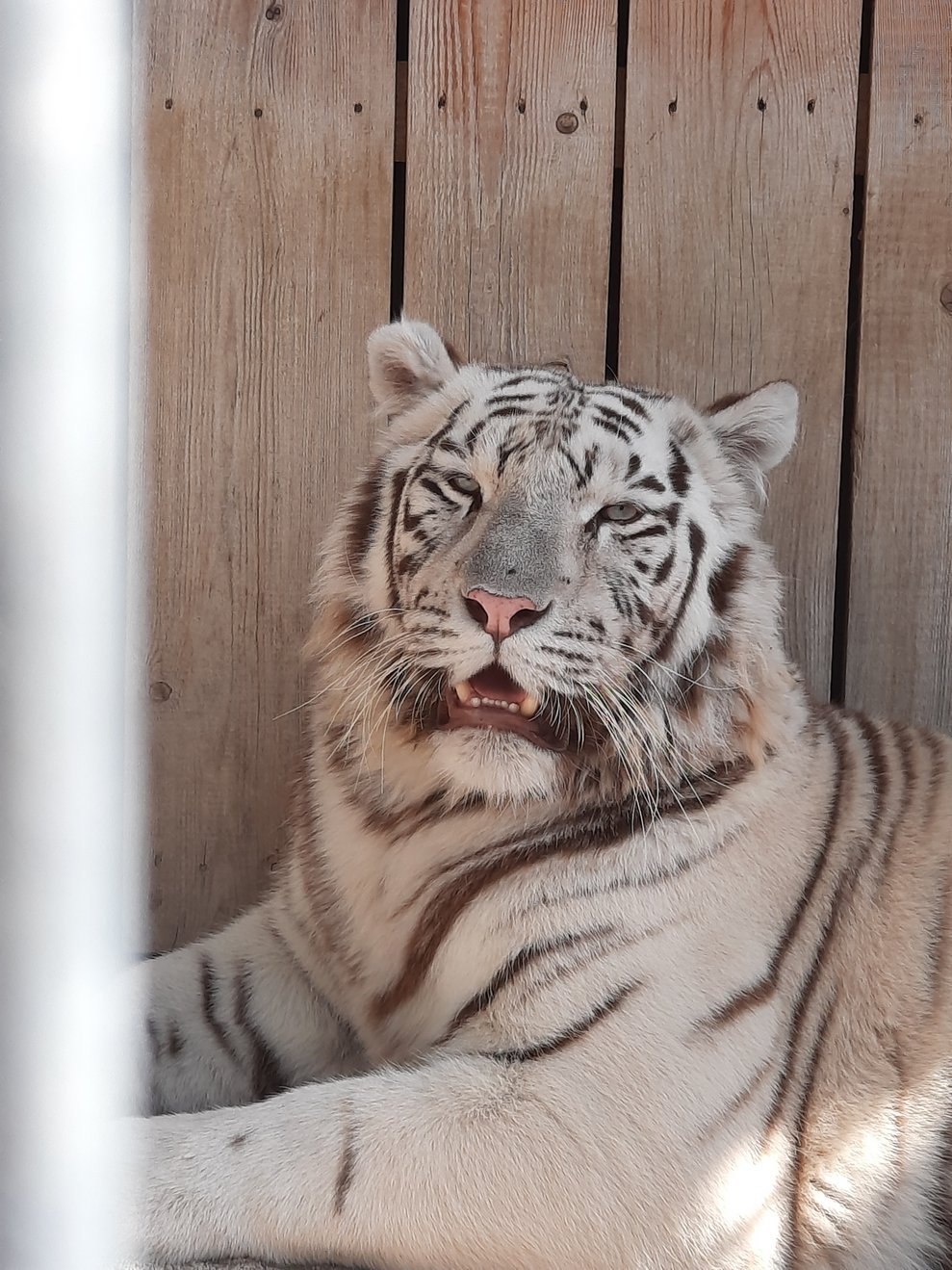 Ein weißer Tiger.