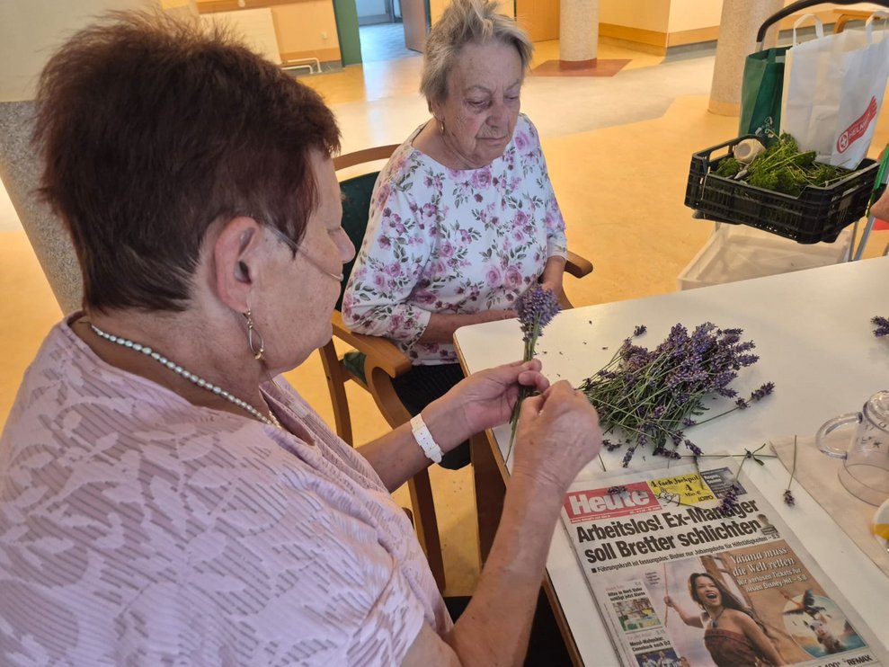 Bewohnerinnen beim Abrebeln vom Lavendel.